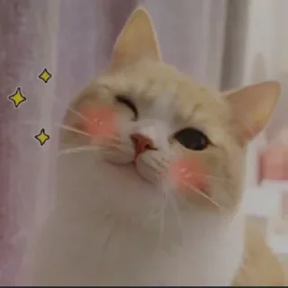 😉 emoji meow Telegram sticker 19 of 120