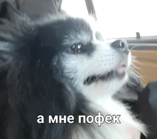 Sticker from MyDogFedor