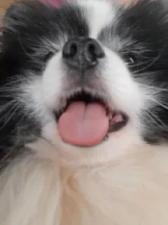 Sticker from MyDogFedor