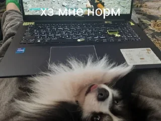 Sticker from MyDogFedor