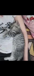 😪 emoji лиям солнышко Telegram sticker 23 of 48