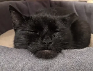 😴 emoji Пучечка Telegram sticker 11 of 62