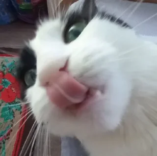 🤪 emoji кот и я Telegram sticker 16 of 39