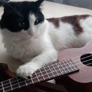 🎸 emoji кот и я Telegram sticker 23 of 39