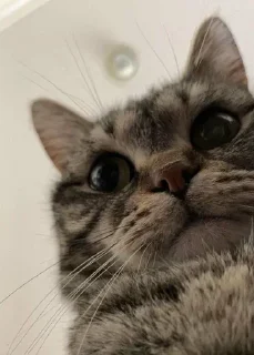 Sticker from Cat