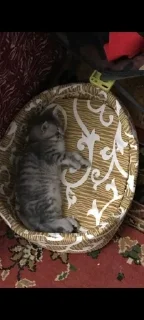 🛌 emoji лиям солнышко Telegram sticker 22 of 48