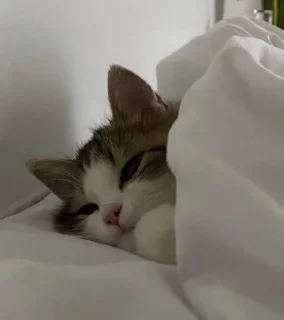 Sticker from Cat