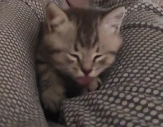 👅 emoji лиям солнышко Telegram sticker 5 of 48
