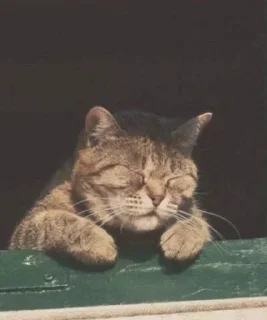 Sticker from Cat