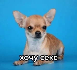 💋 emoji Я еблан Telegram sticker 19 of 29