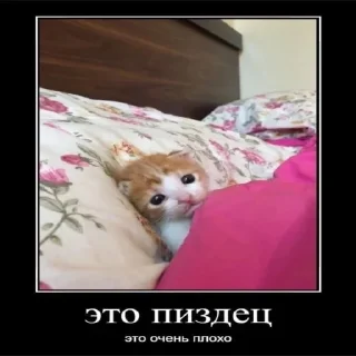 Sticker from облади облада