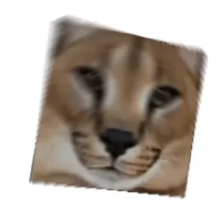 Sticker from Floppa_animated