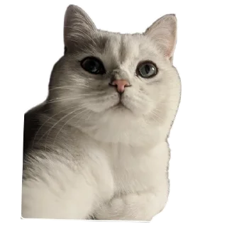 Sticker from Синя