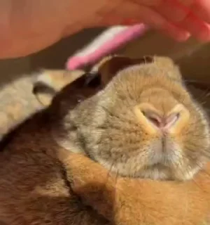 Sticker from Silly bunnies