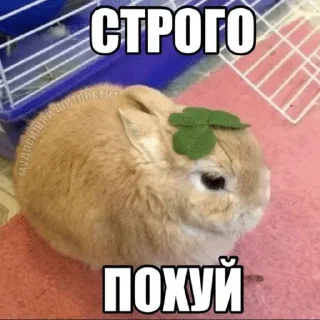 Sticker from Крэлиики