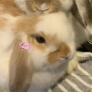 Sticker from Кроли💕💋