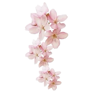 🌸 emoji Pink @DozaEmoji Telegram sticker 13 of 120