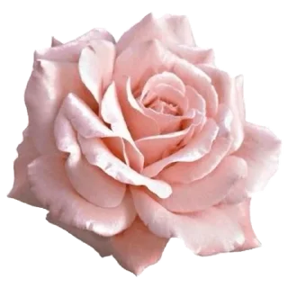 🌹 emoji Pink @DozaEmoji Telegram sticker 12 of 120