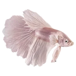 🐠 emoji Pink @DozaEmoji Telegram sticker 19 of 120
