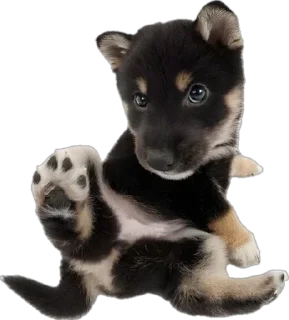 Sticker from ☆puppy☆