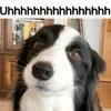 🌟 emoji PUPPY DOG PUPPY DOG PUPPY DOG Telegram sticker 3 of 106