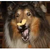 🌟 emoji PUPPY DOG PUPPY DOG PUPPY DOG Telegram sticker 18 of 106