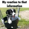 🌟 emoji PUPPY DOG PUPPY DOG PUPPY DOG Telegram sticker 9 of 106