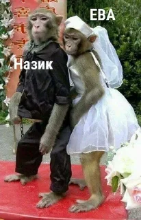 💍 emoji Ева+Назик=бибизяны, письки, лю Telegram sticker 1 of 20