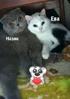 ❤️‍🔥 emoji Ева+Назик=бибизяны, письки, лю Telegram sticker 6 of 20