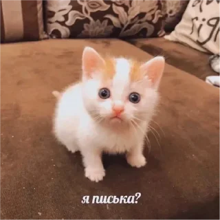 Sticker from Письки