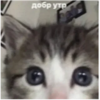Sticker from Письки