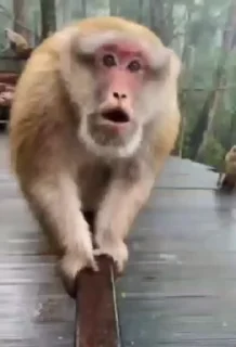 😍 emoji 🐒🐒 ➡️ @Ctikerubot Telegram sticker 7 of 119