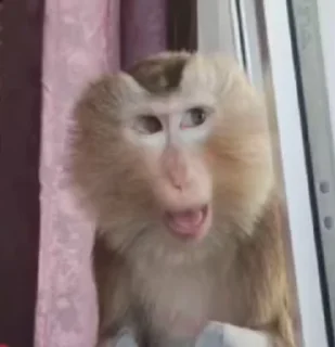 🌟 emoji 🐒🐒 ➡️ @Ctikerubot Telegram sticker 10 of 119