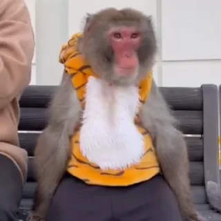 🌟 emoji 🐒🐒 ➡️ @Ctikerubot Telegram sticker 20 of 119