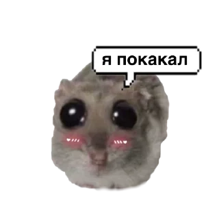 Sticker from o, хомяк 👉🏻 @iamideas