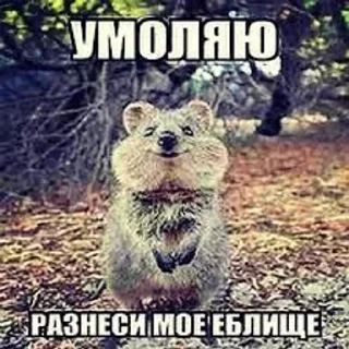 Sticker from Лоли