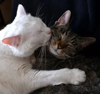 Sticker from ˠ˙* when we kiss !! (cat ver.)
