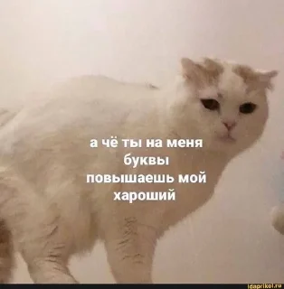😠 emoji котикиЛуиза Telegram sticker 5 of 67