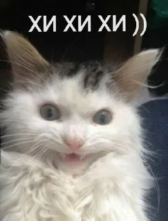 😂 emoji котикиЛуиза Telegram sticker 23 of 67