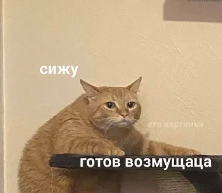 🙄 emoji котикиЛуиза Telegram sticker 6 of 67