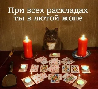👎 emoji котикиЛуиза Telegram sticker 7 of 67