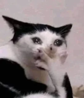😔 emoji котикиЛуиза Telegram sticker 19 of 67