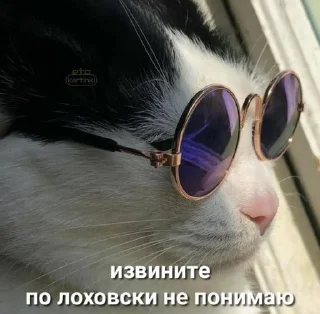 😎 emoji котикиЛуиза Telegram sticker 16 of 67