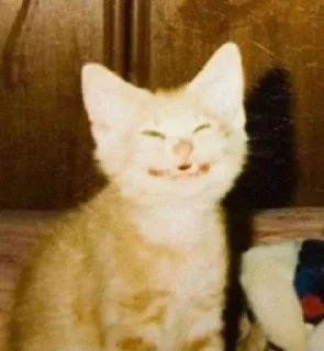 😂 emoji котикиЛуиза Telegram sticker 21 of 67