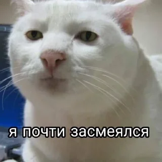 😂 emoji котикиЛуиза Telegram sticker 17 of 67