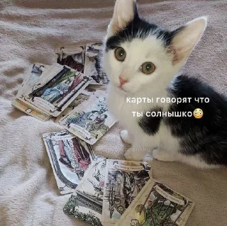 🫶 emoji котикиЛуиза Telegram sticker 13 of 67