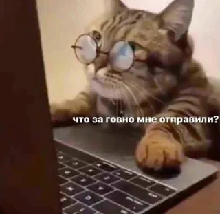 🤩 emoji котикиЛуиза Telegram sticker 11 of 67