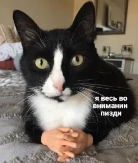 😁 emoji котикиЛуиза Telegram sticker 24 of 67