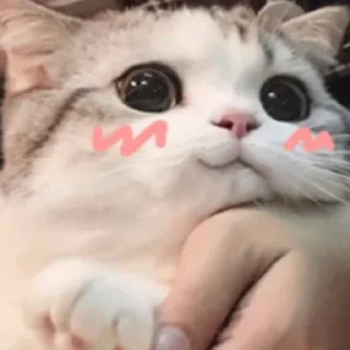 🤩 emoji @round_stickers Telegram sticker 23 of 50
