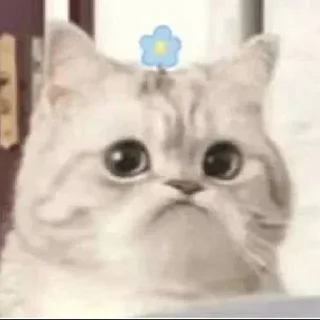 🤩 emoji @round_stickers Telegram sticker 17 of 50